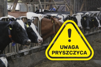 Urzd Miejski w Wolsztynie